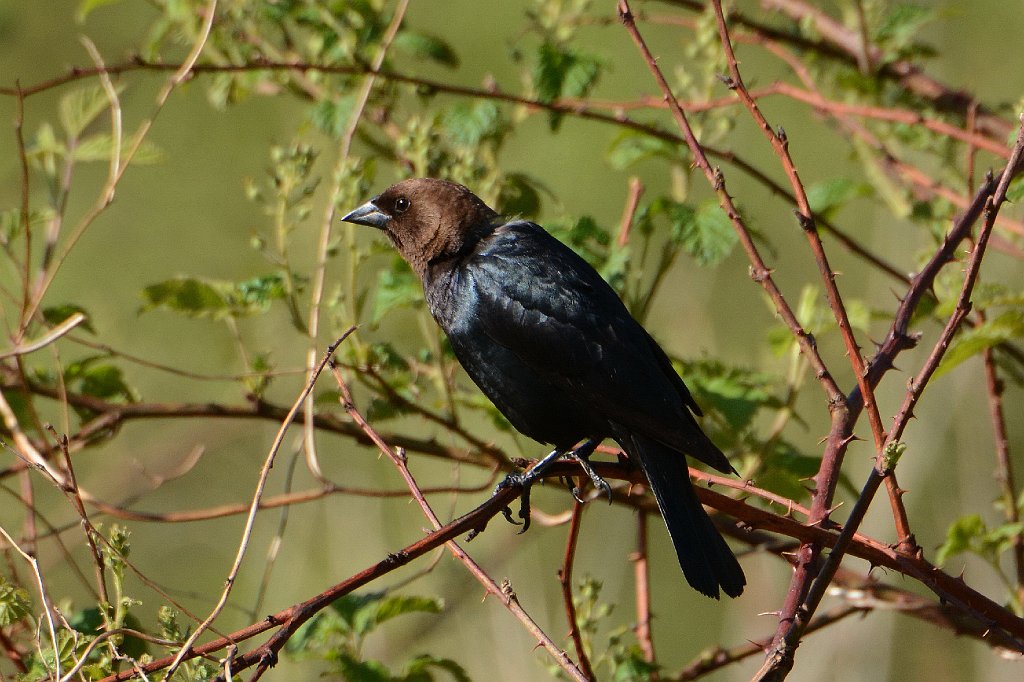 Cowbird, Brown-headed, 2016-05210811 Broad Meadow Brook, MA.JPG - Brown-headed Cowbird. Broad Meadow Brook Wildlife Sanctuary, MA, 5-21-2016